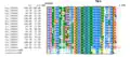 TMEM19 Strict Orthologs (Vertebrates) Multiple Sequence Alignment. Sequences were aligned using ClustalO,[24] transmembrane regions and exons were boxed. Consensus of amino acids are shown at 100% and 90%. Amino acids are colored based on their physicochemical properties.