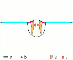 Indirect flight: muscles oscillate thorax. a: wings b: primary/secondary flight joints c: dorsoventral flight muscles d: longitudinal muscles