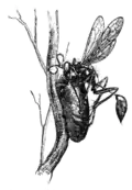 Sceliphron wasp building nest